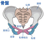 骨盤