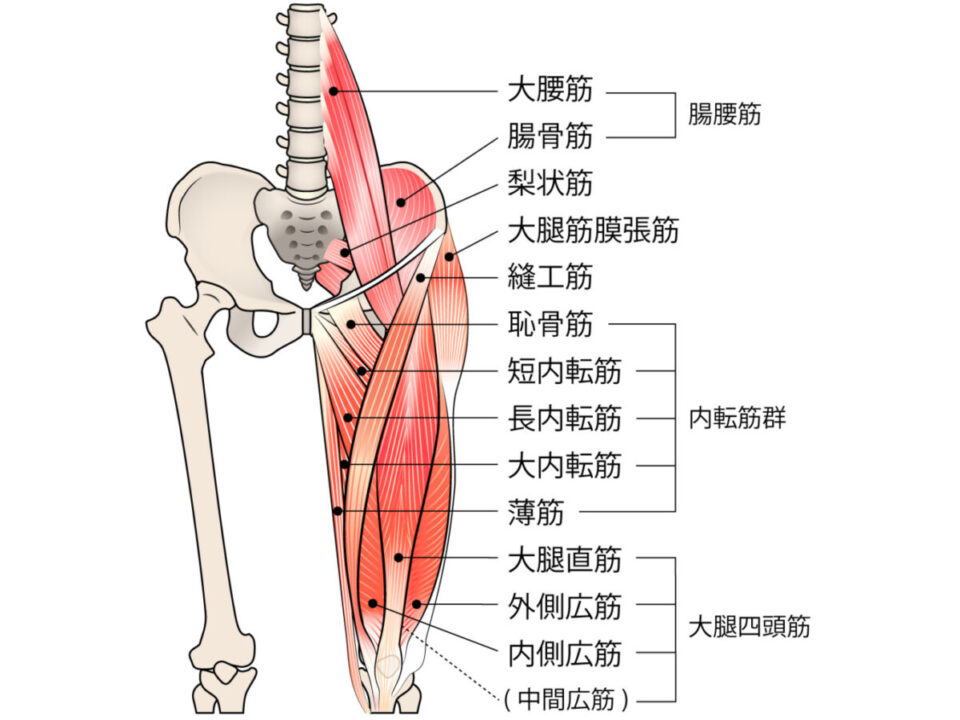骨盤に関係する筋肉　解剖学的図解